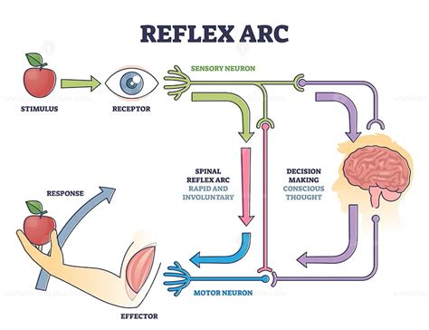 reflex arc different with other responses.